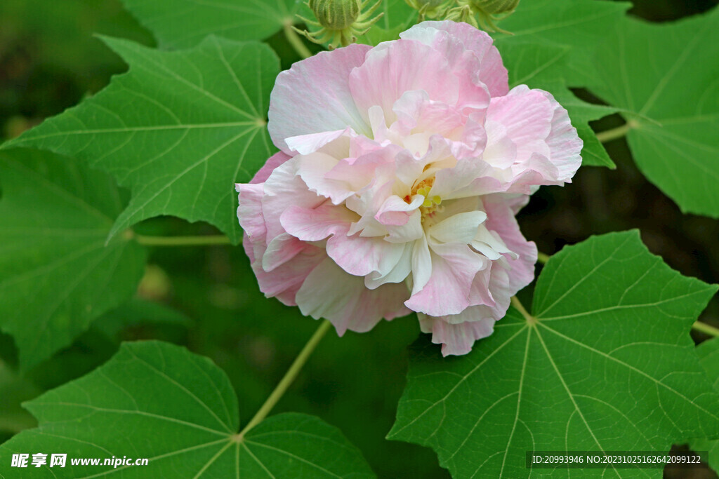木芙蓉