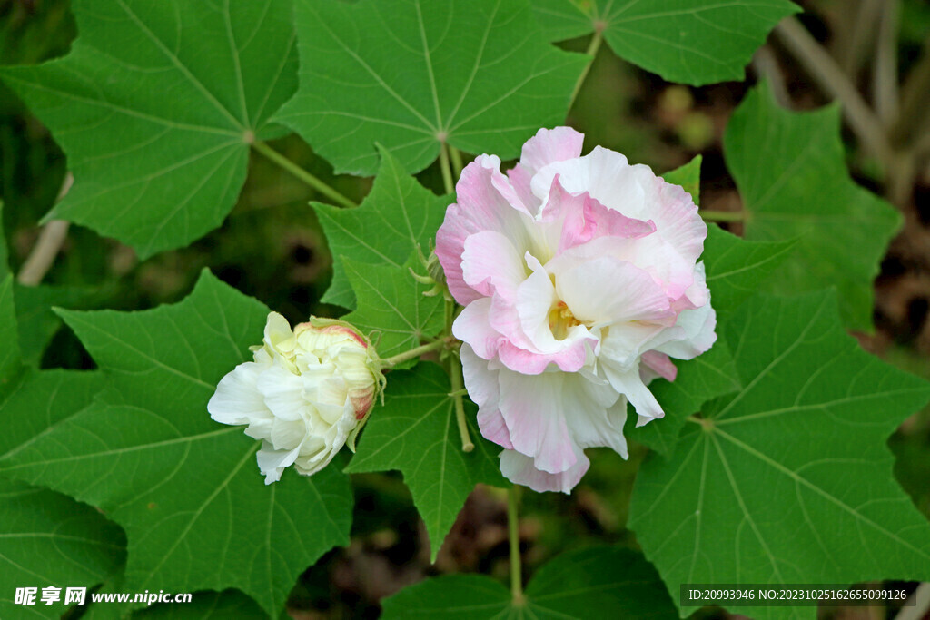 木芙蓉