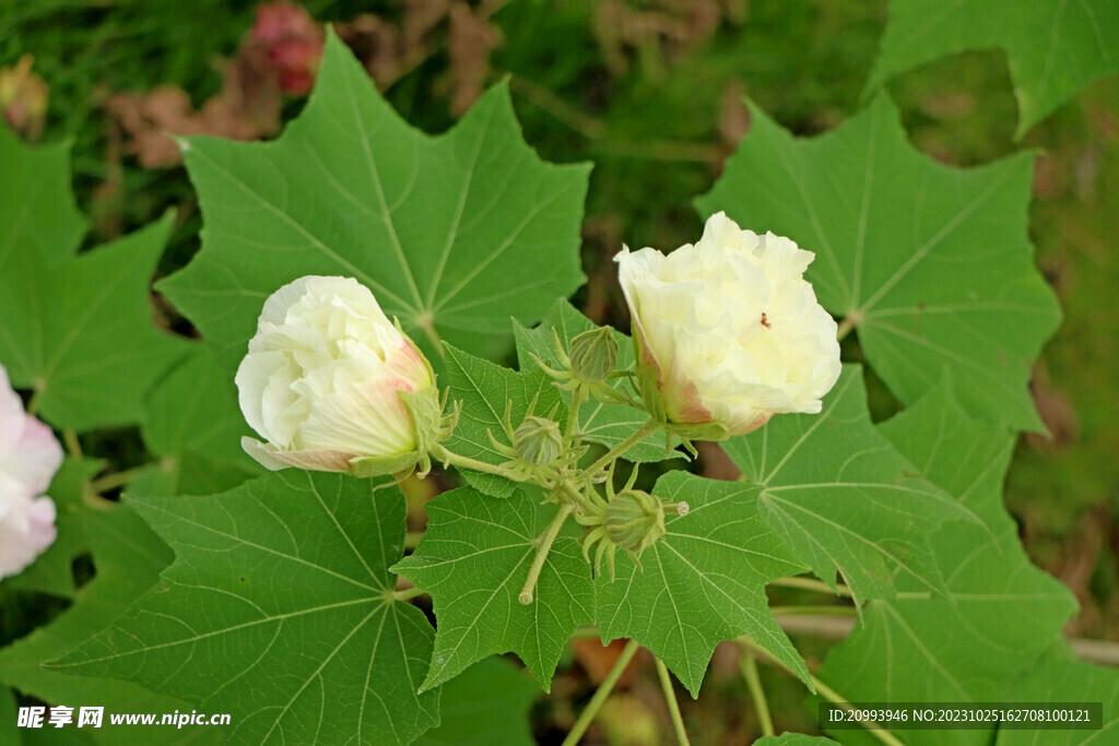 木芙蓉
