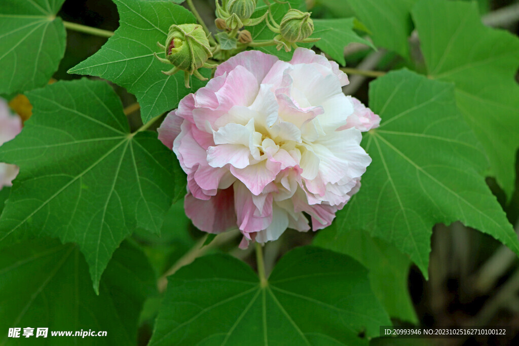 木芙蓉
