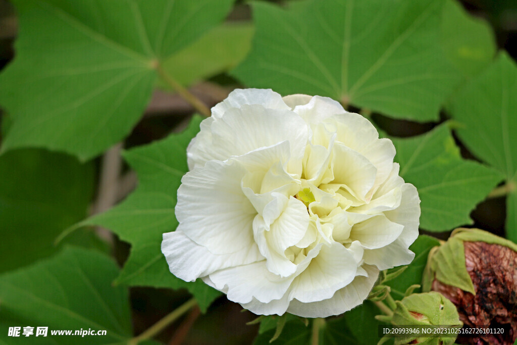木芙蓉