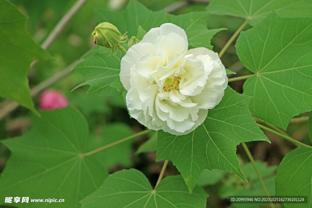 木芙蓉