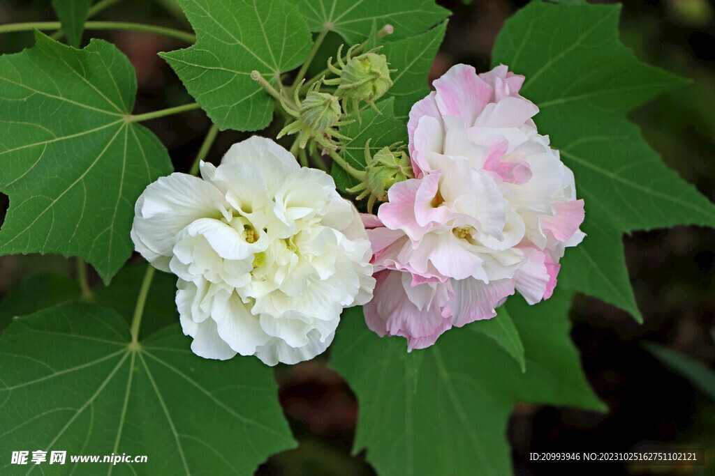 木芙蓉