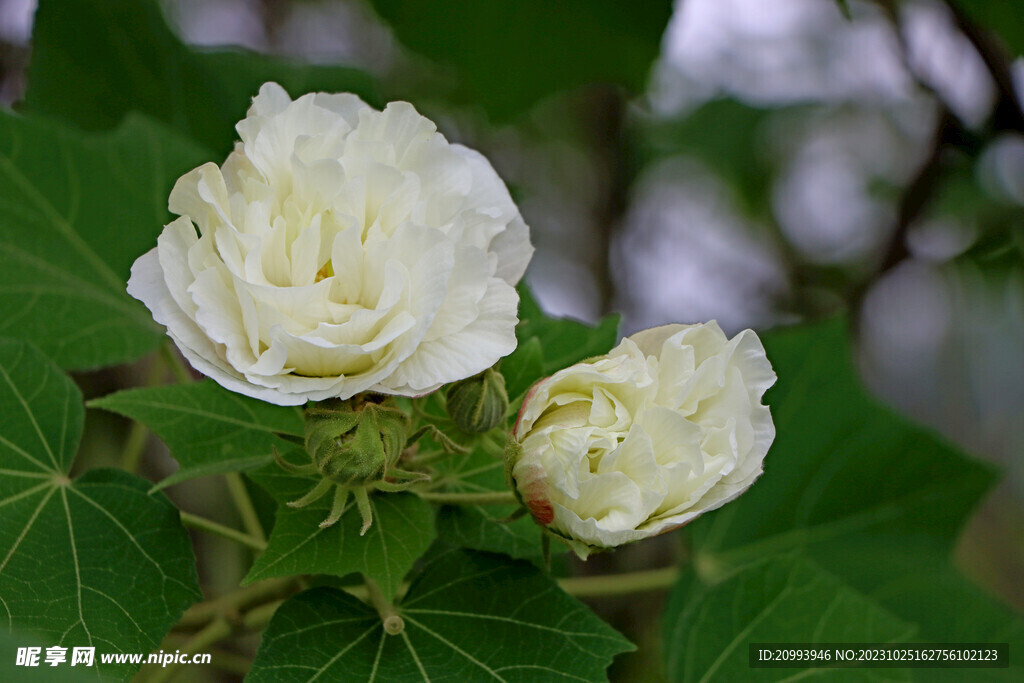 木芙蓉