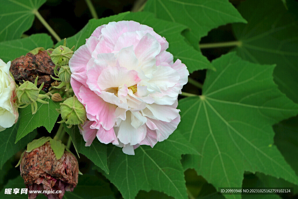 木芙蓉
