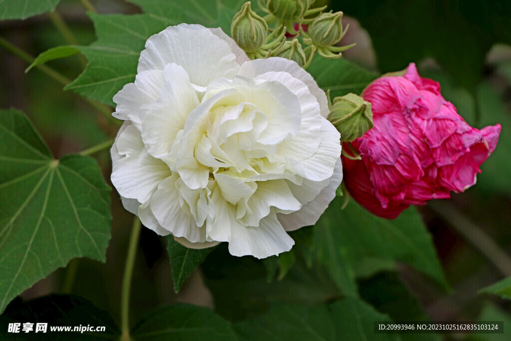 木芙蓉
