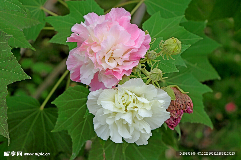木芙蓉