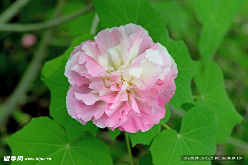 木芙蓉