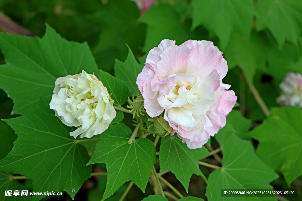 木芙蓉