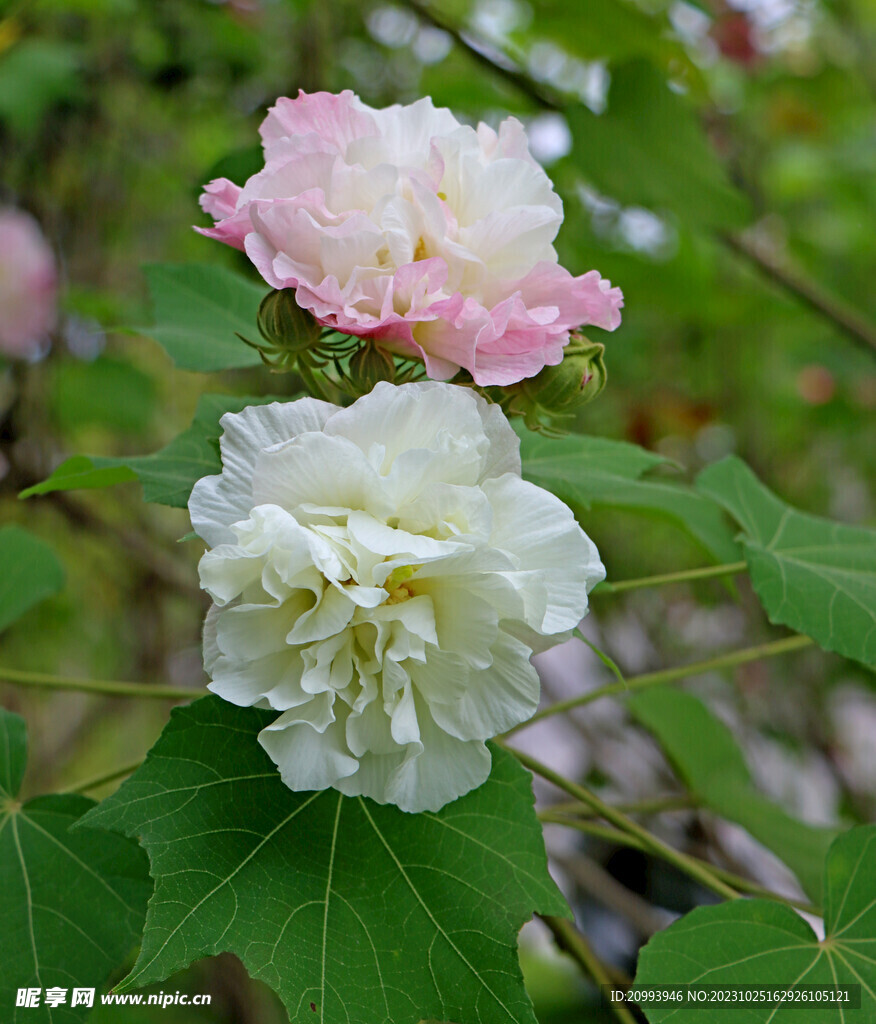木芙蓉