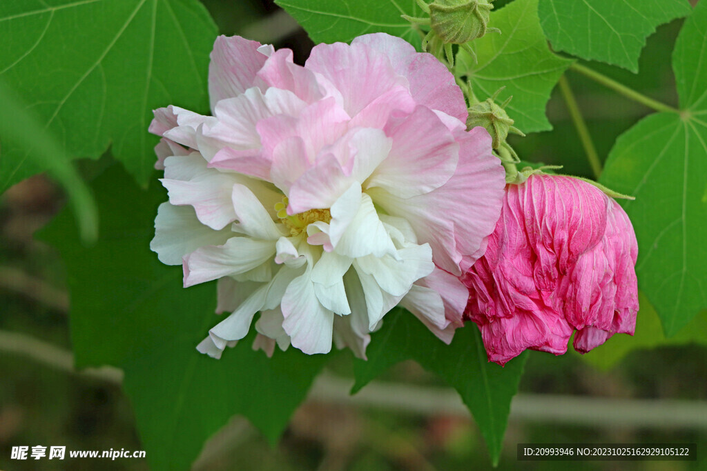 木芙蓉