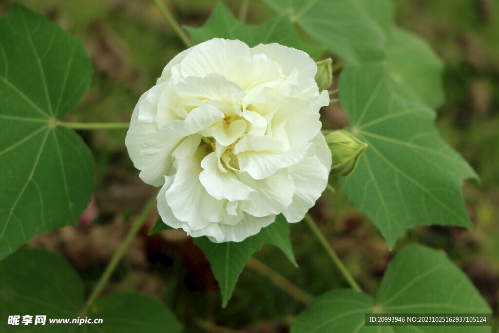 木芙蓉
