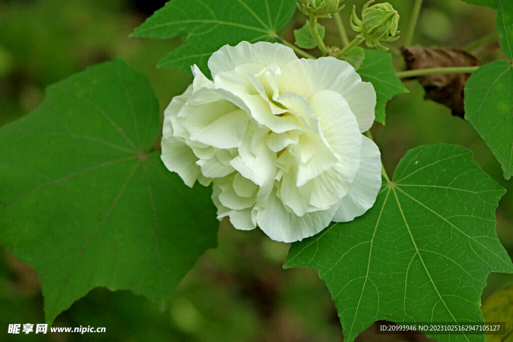 木芙蓉