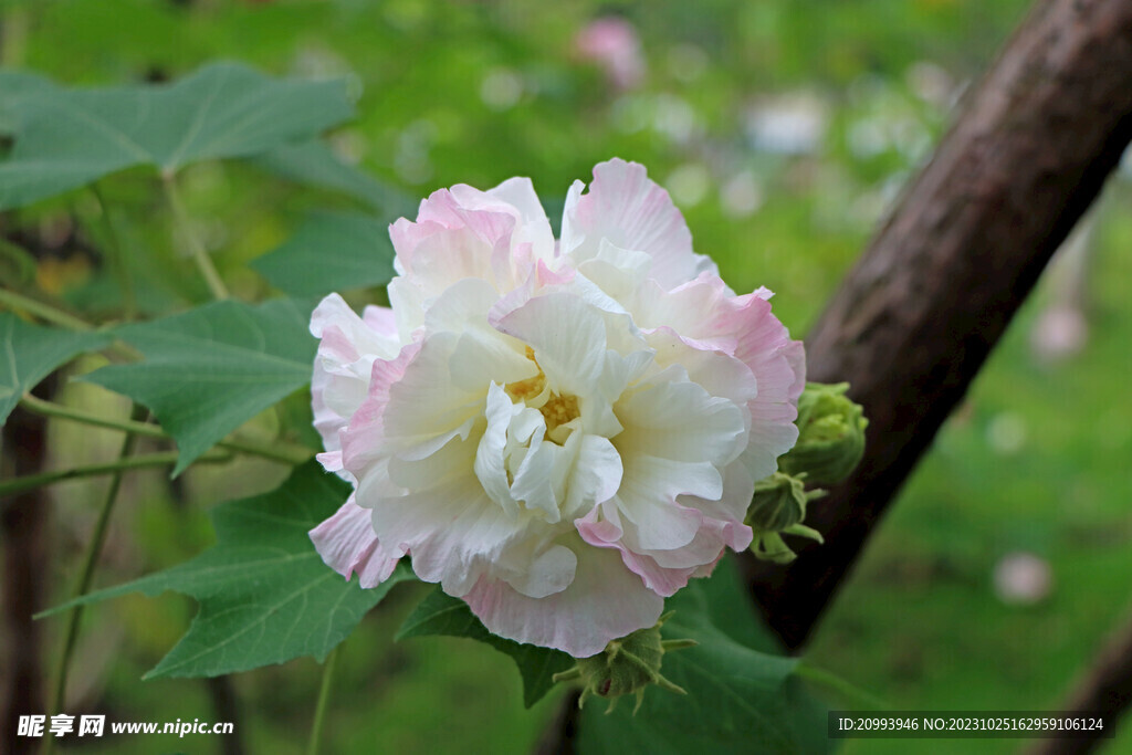 木芙蓉