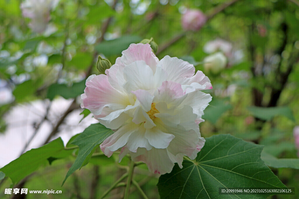 木芙蓉