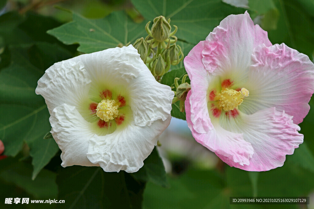 木芙蓉