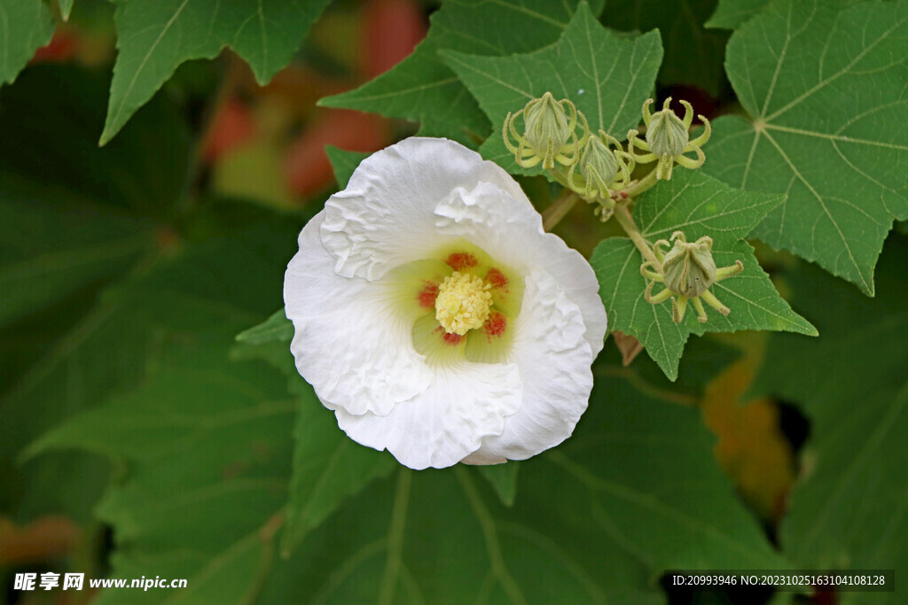 木芙蓉