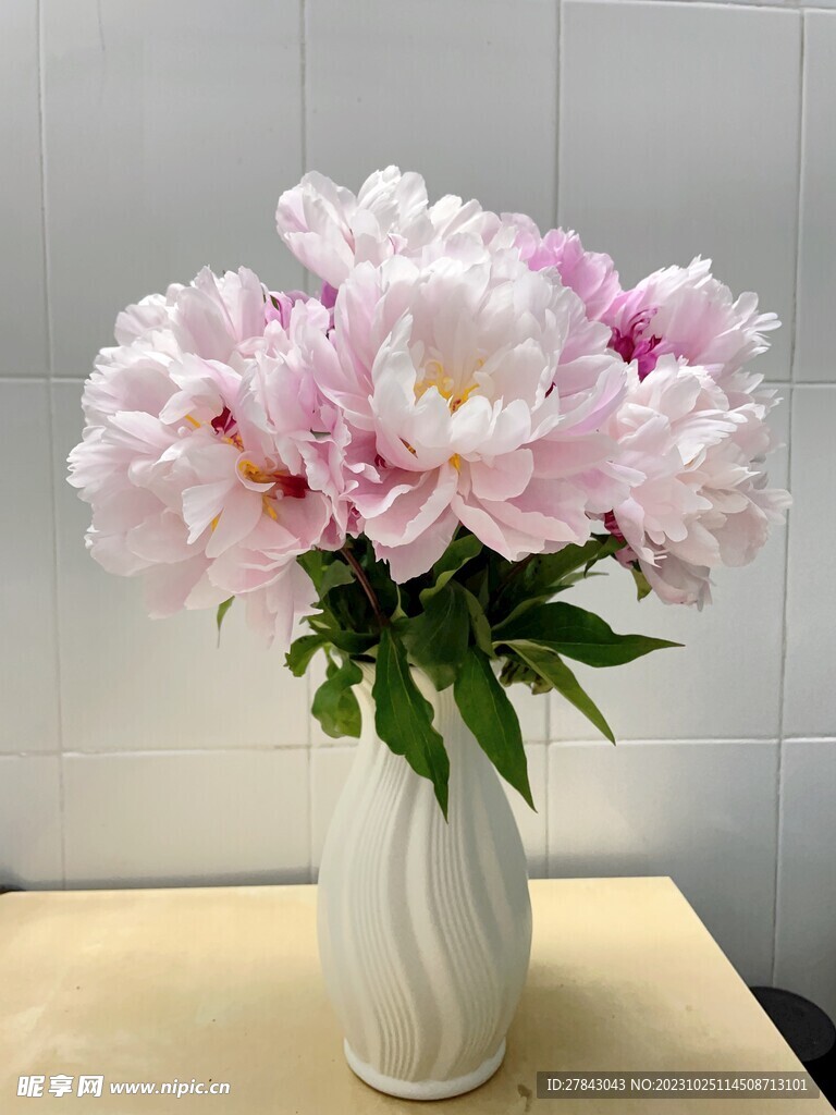 芍药 花朵 插花