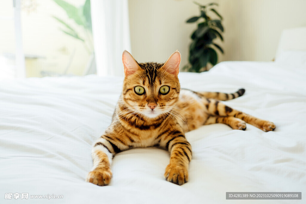 猫
