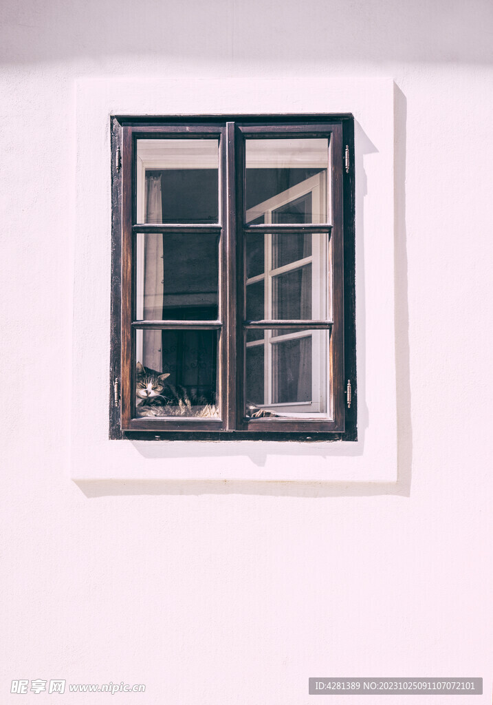 小猫