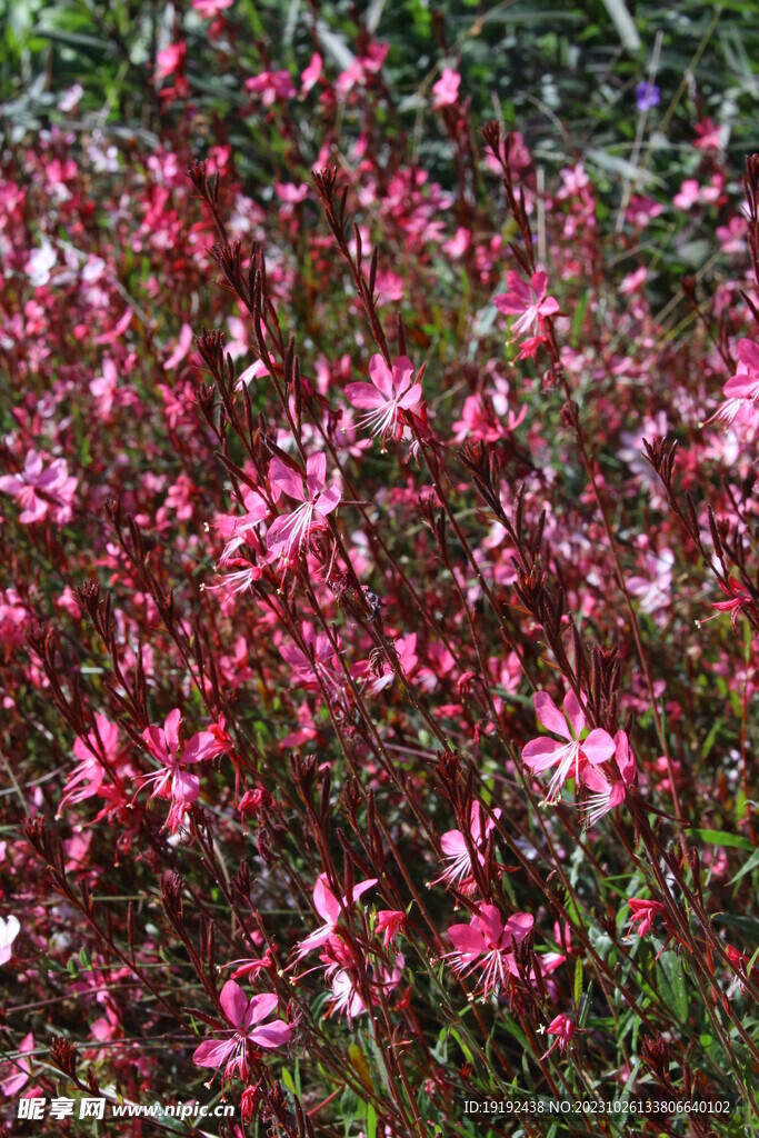 山桃草 