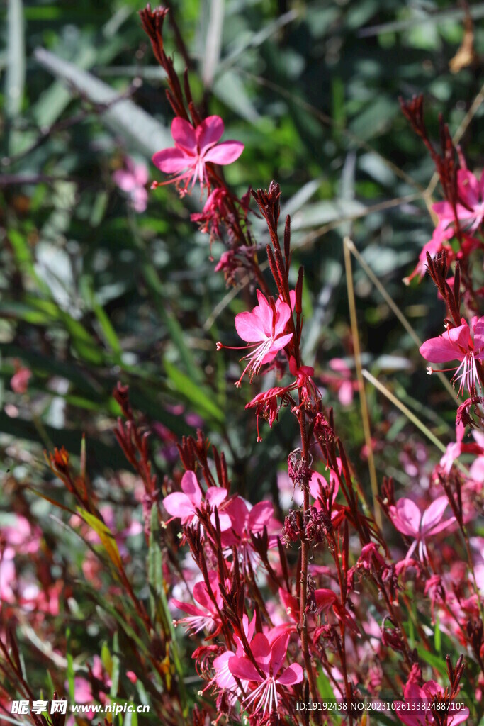 山桃草