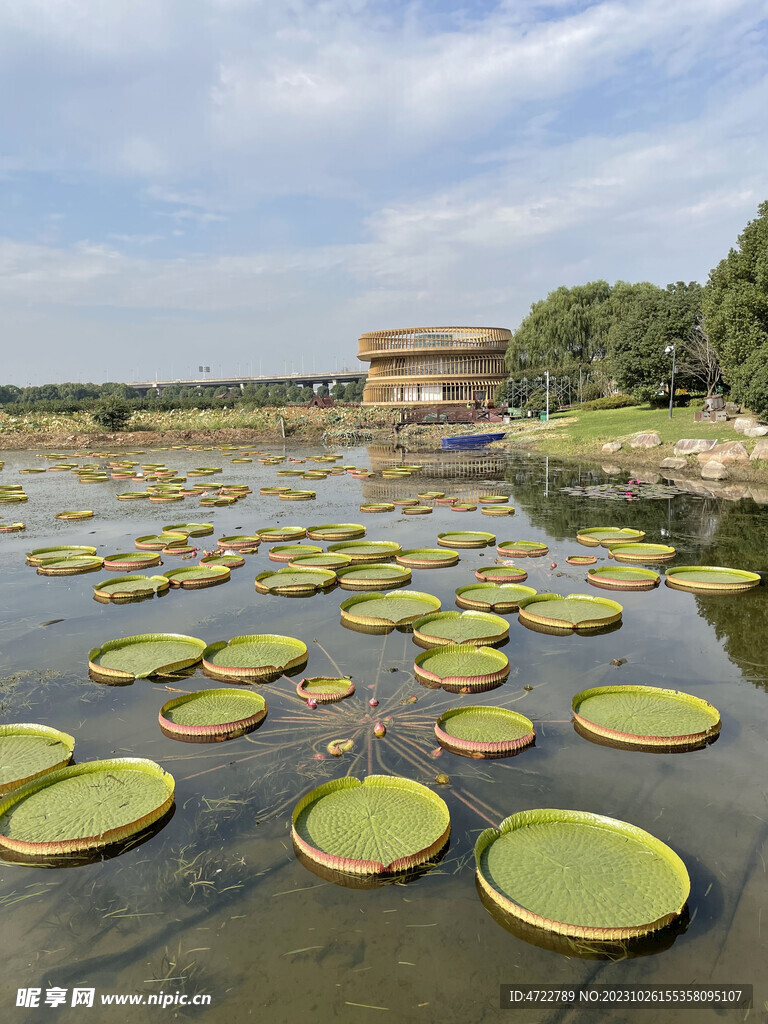 公园荷塘鸡头米