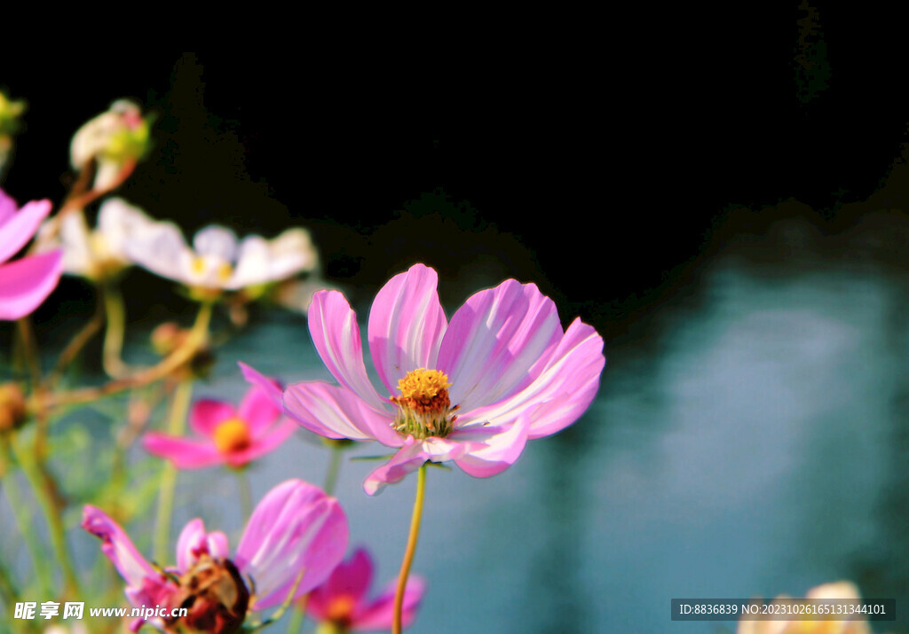 美丽格桑花