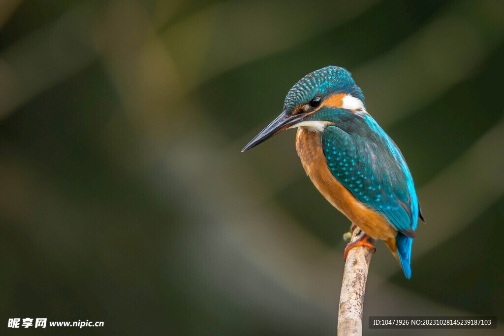 呆萌的翠鸟摄影图片