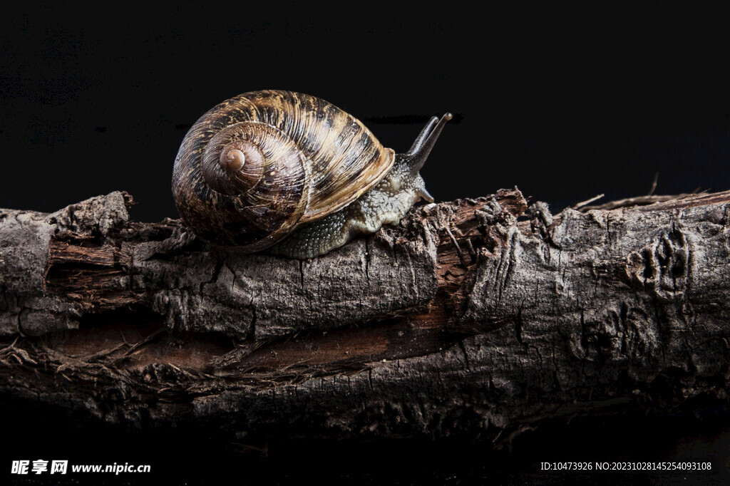 蜗牛摄影图片