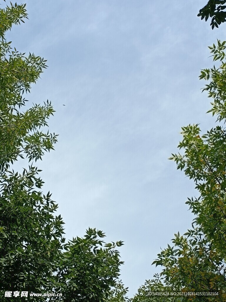 路边树木背景