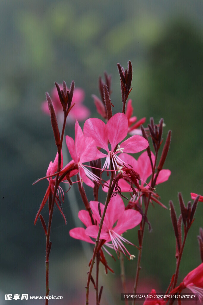山桃草