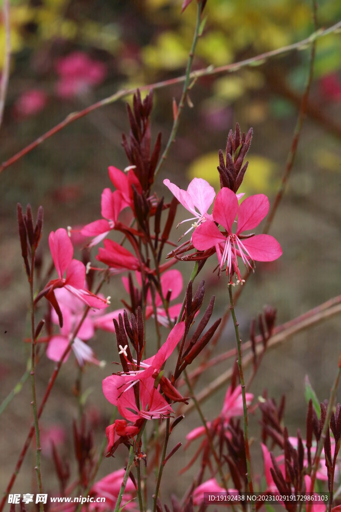 山桃草 