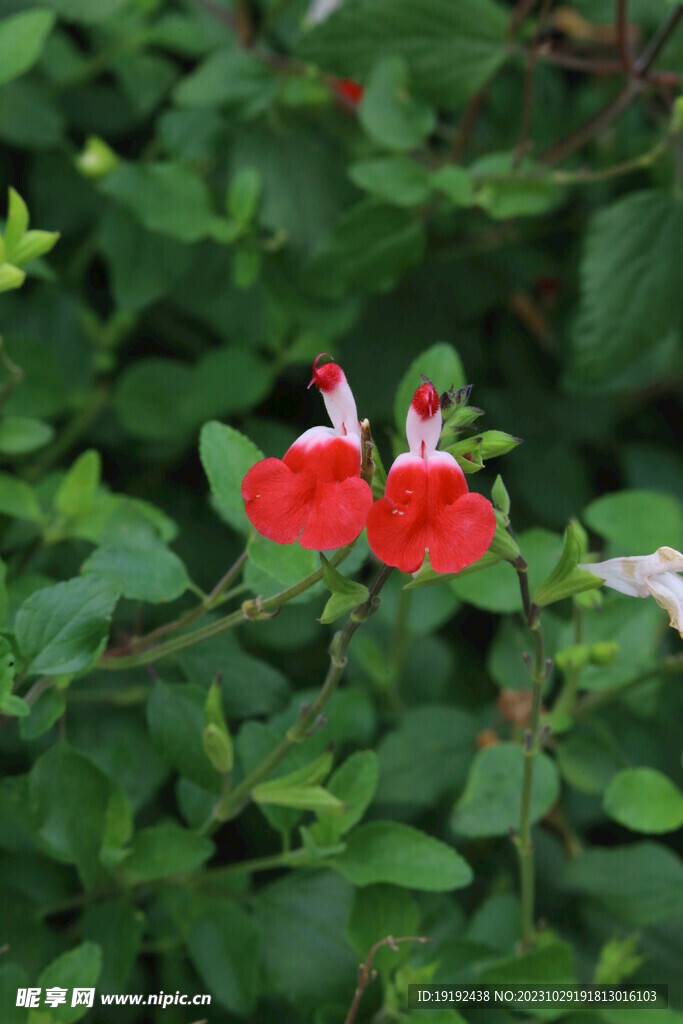 凹脉鼠尾草