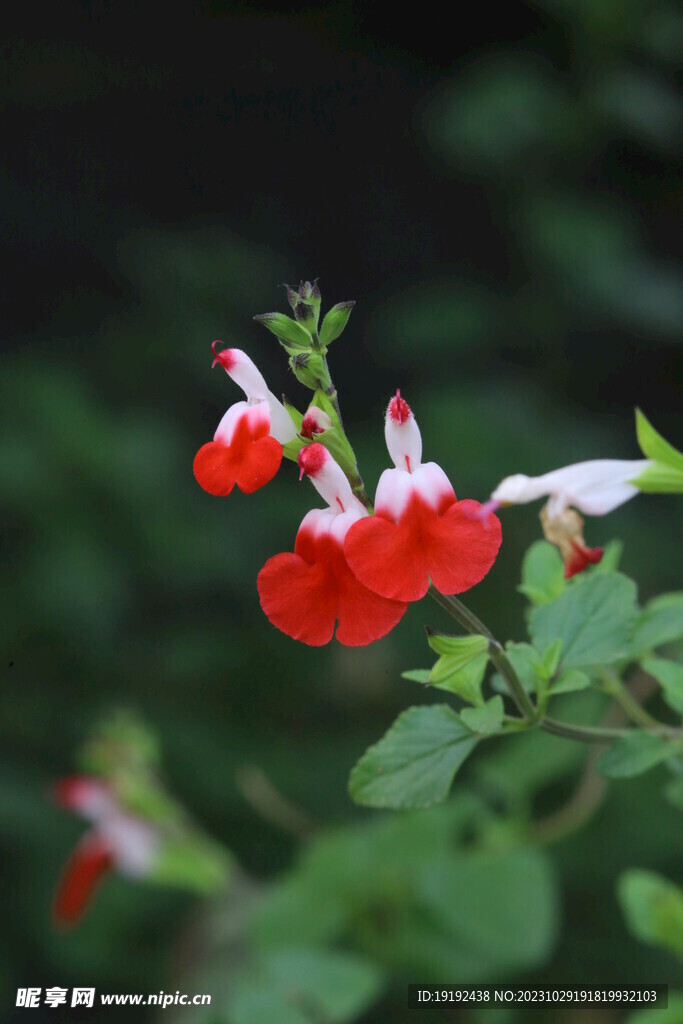 凹脉鼠尾草