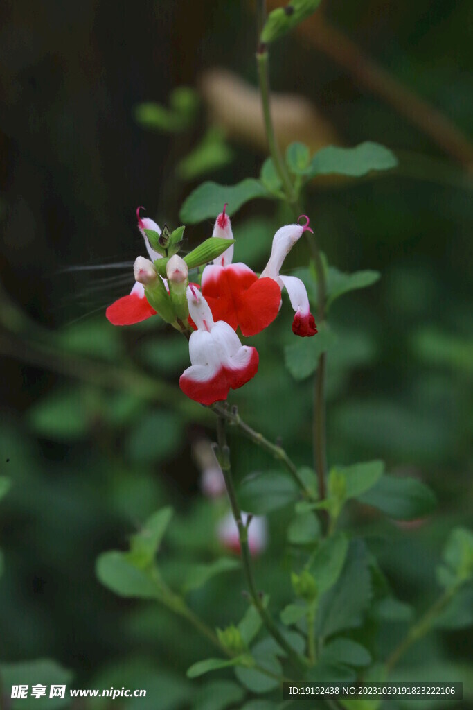 凹脉鼠尾草