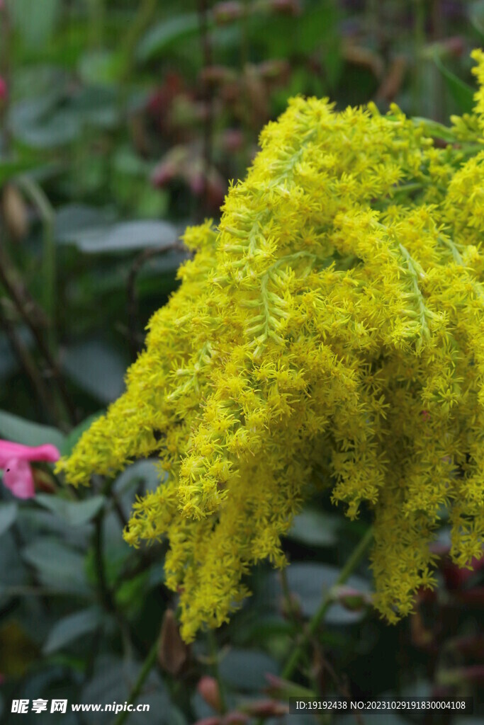 一枝黄花
