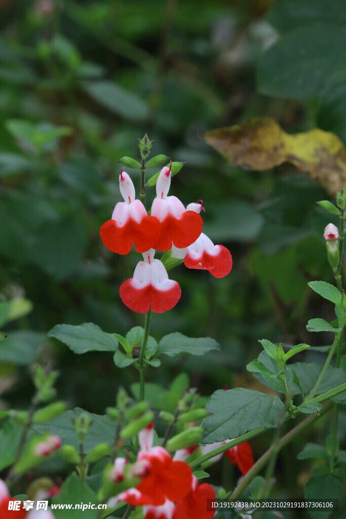 凹脉鼠尾草