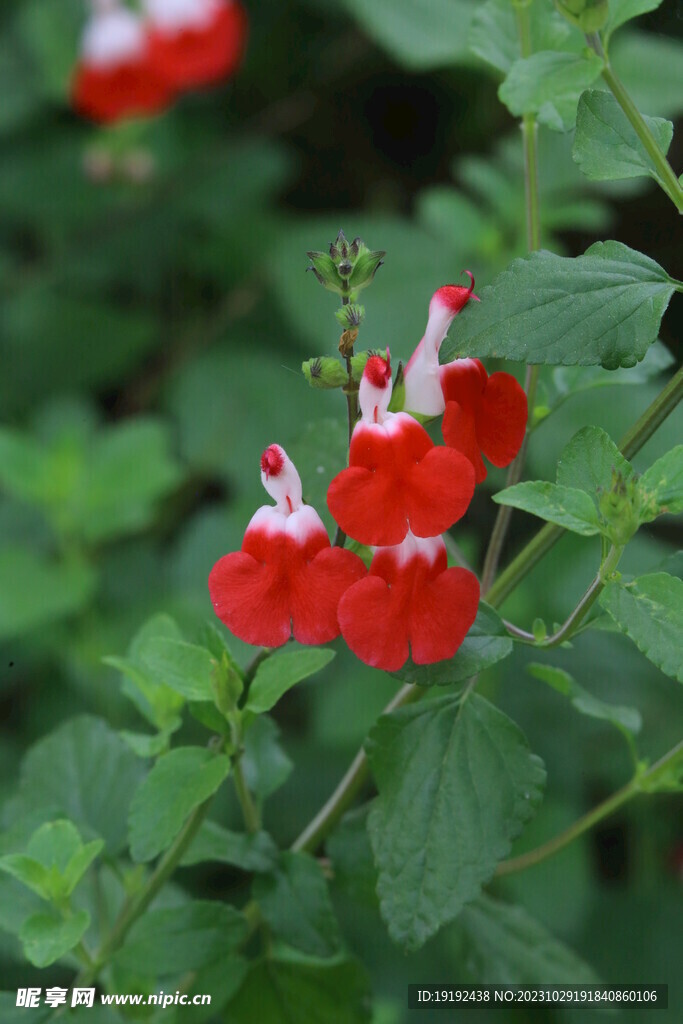 凹脉鼠尾草