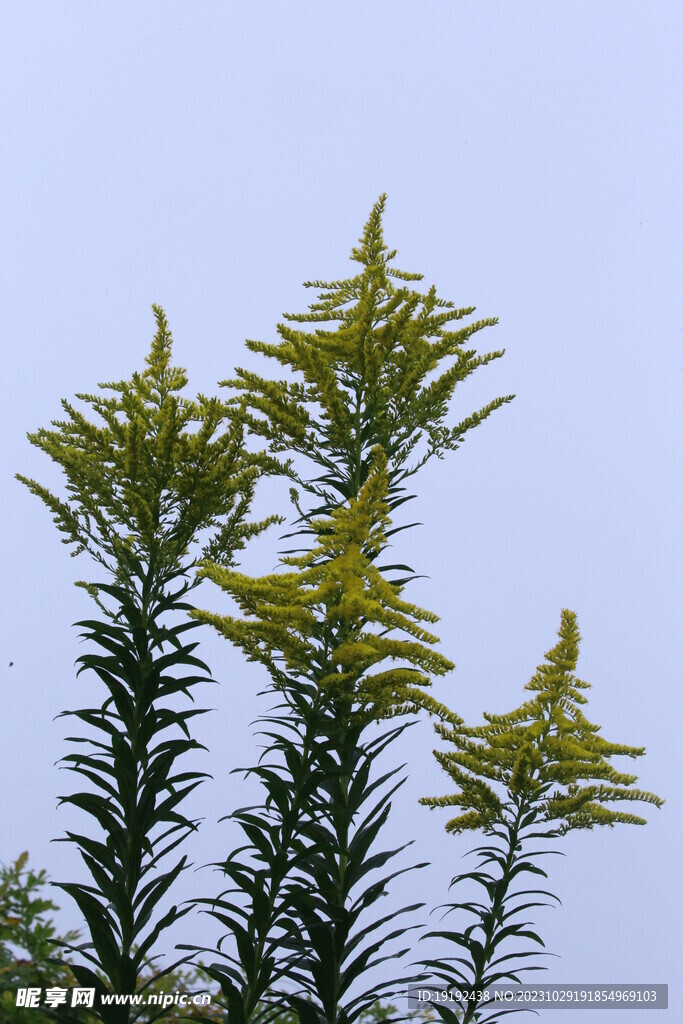 一枝黄花 