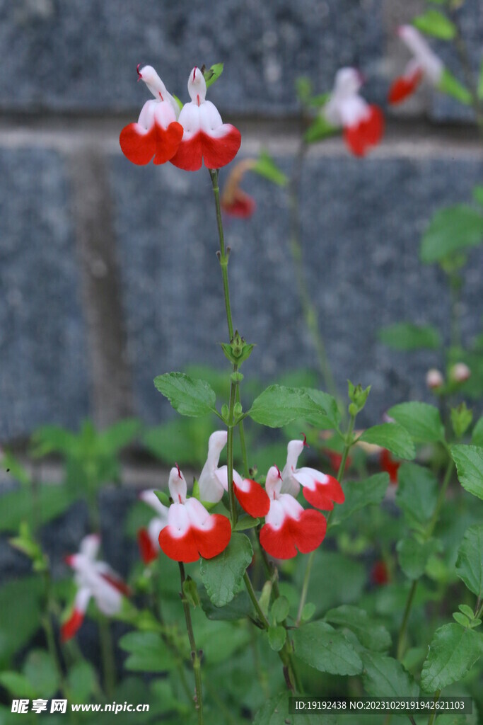 凹脉鼠尾草