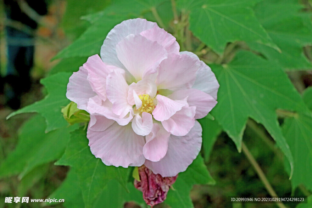 粉色木芙蓉