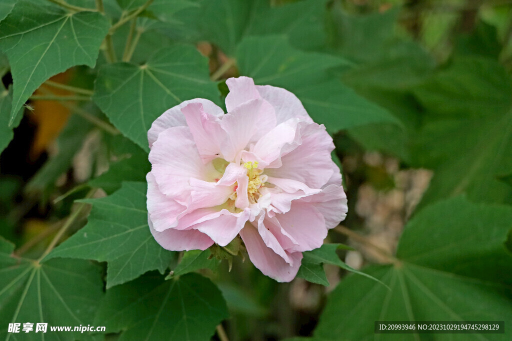 粉色木芙蓉