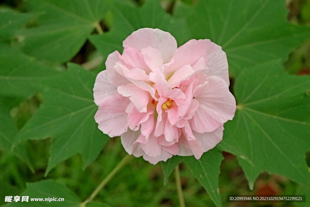 粉色木芙蓉花