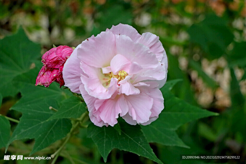 粉色木芙蓉花