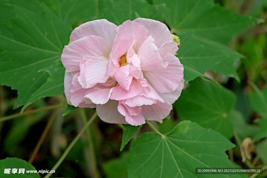 粉色木芙蓉花