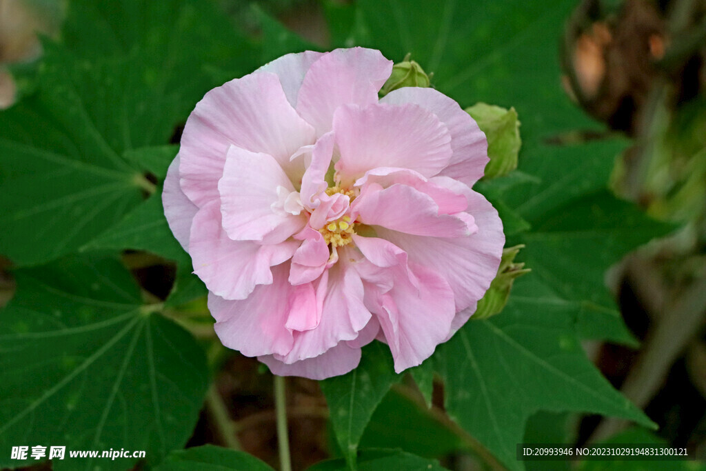 粉色木芙蓉花