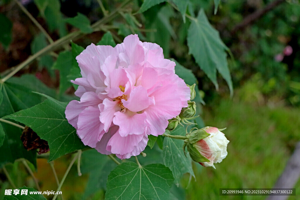 粉色木芙蓉花