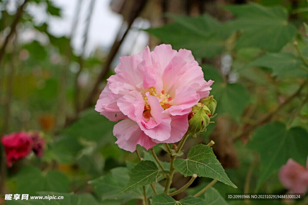 粉色木芙蓉