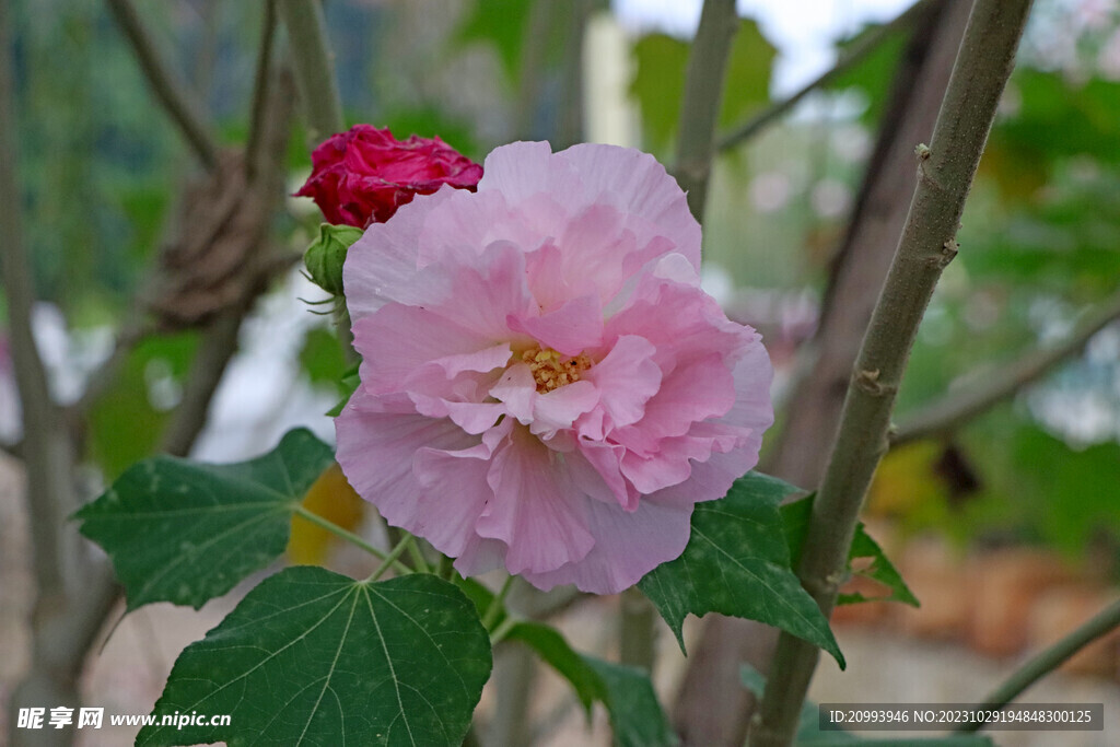 粉色木芙蓉花